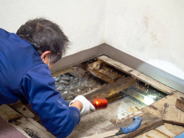 Certified Mold Removal in Bonner Springs, KS