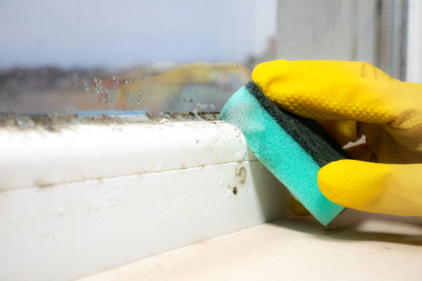 Best Mold Cleaning Services  in Bonner Springs, KS