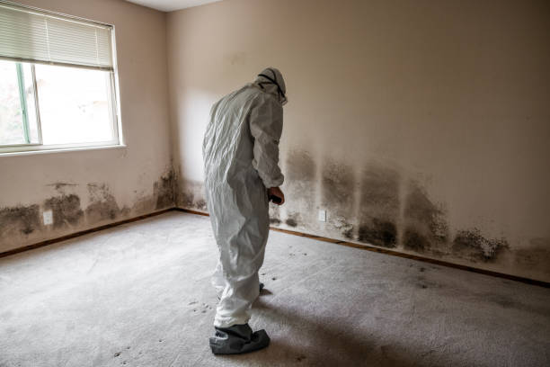 Best Mold Removal Company Near Me  in Bonner Springs, KS