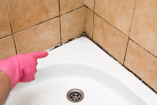 Best Mold Removal Near Me  in Bonner Springs, KS