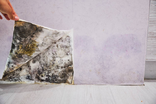 Best Fast Mold Removal  in Bonner Springs, KS